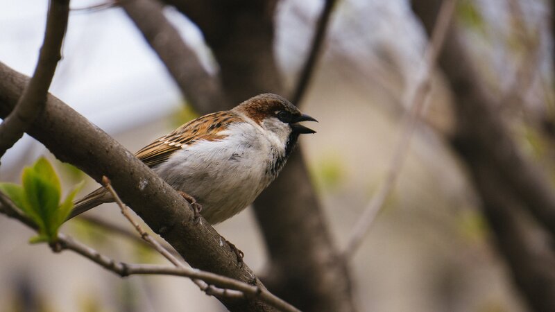 Sparrow on a Branch — Brown, Calm, Spring, Photograph, Leaves
