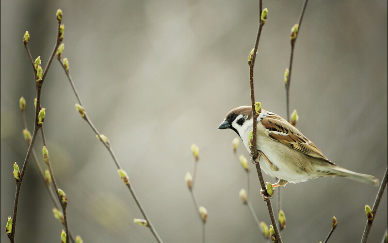 Sparrow on a Branch — Brown, Calm, Spring, Photograph