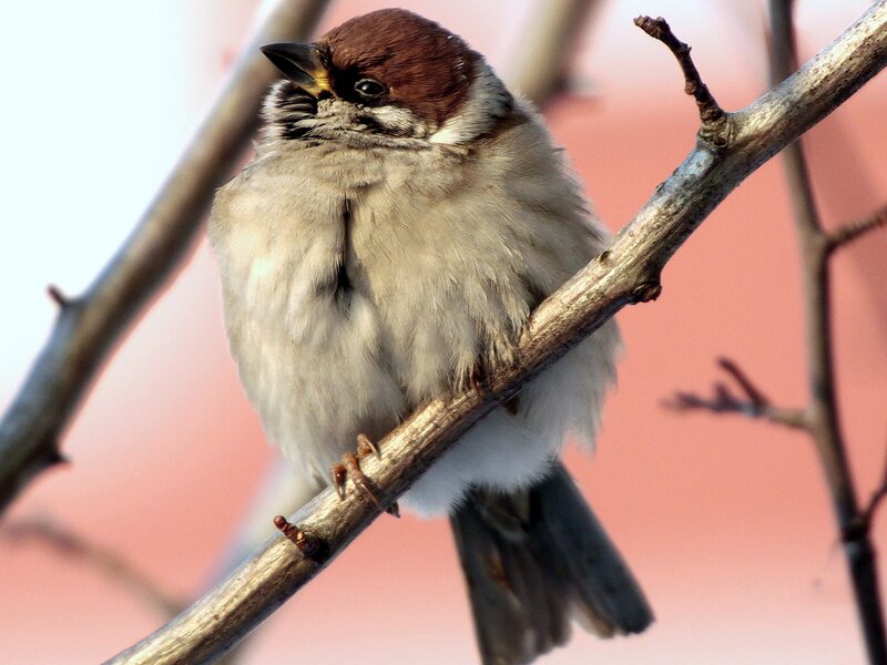 Sparrow on a Branch — Brown, Calm, Sunset
