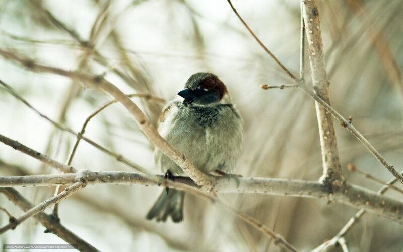 Sparrow on a Branch — Brown, Calm, Winter, Photograph, Tree