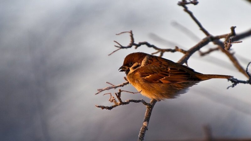 Sparrow on a Branch — Brown, Calm, Winter