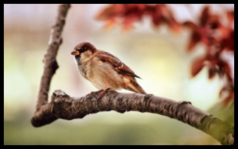 Sparrow on a Branch — Brown, Serene, Spring