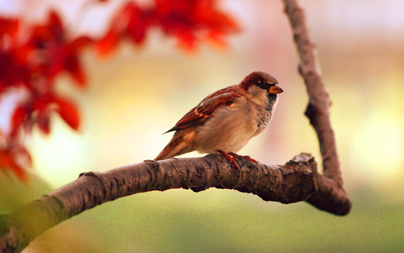 Sparrow on a Branch — Brown, Serene