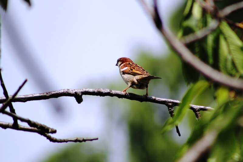 Sparrow on a Branch — Brown