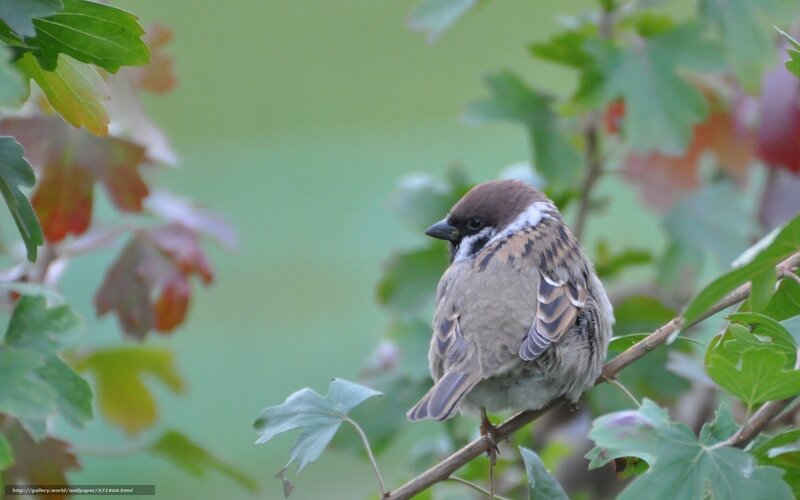 Sparrow on a Branch — Green, Calm, Autumn