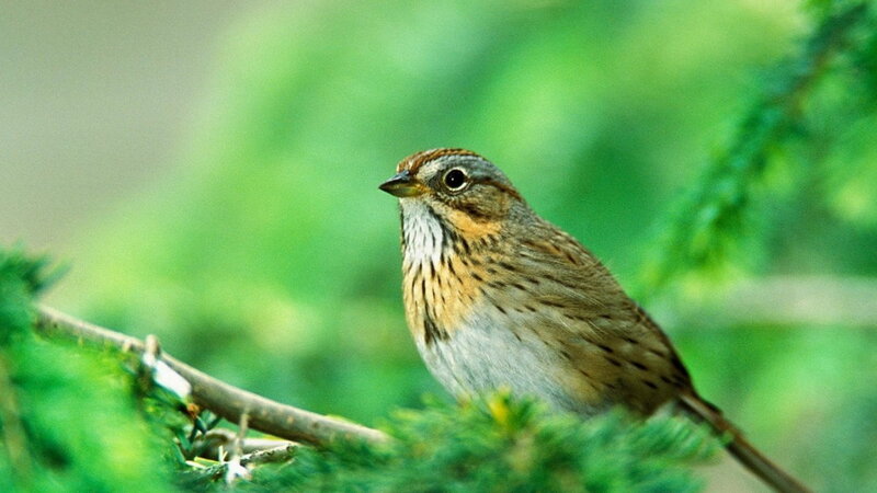 Sparrow on a Branch — Green, Calm, Photograph