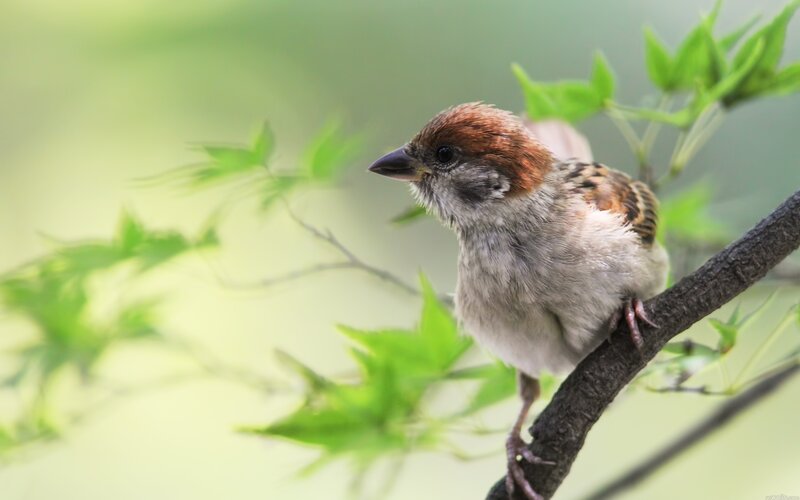 Sparrow on a Branch — Green, Calm, Spring