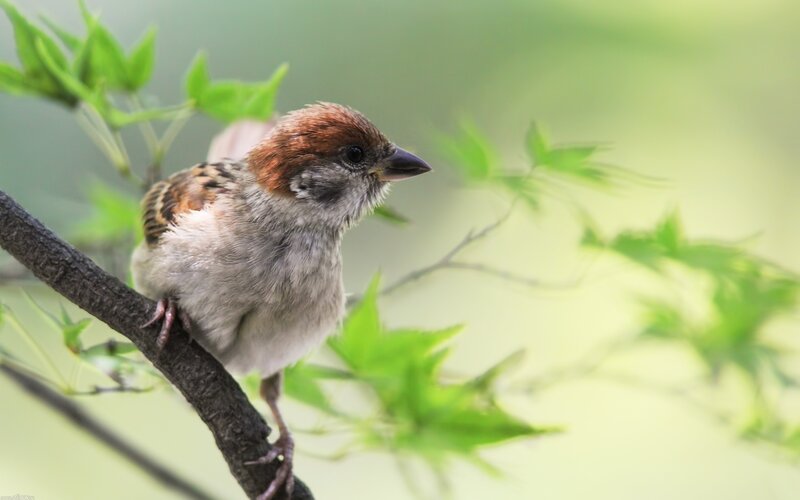 Sparrow on a Branch — Green, Serene, Spring, Photograph