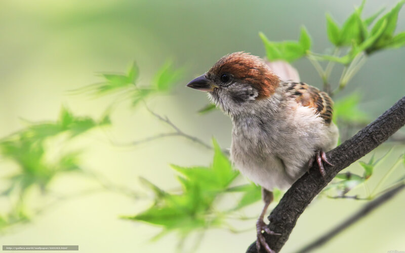 Sparrow on a Branch — Green, Serene, Spring