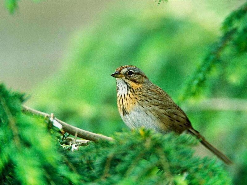 Sparrow on a Branch — Green