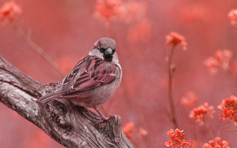 Sparrow on a Branch — Red