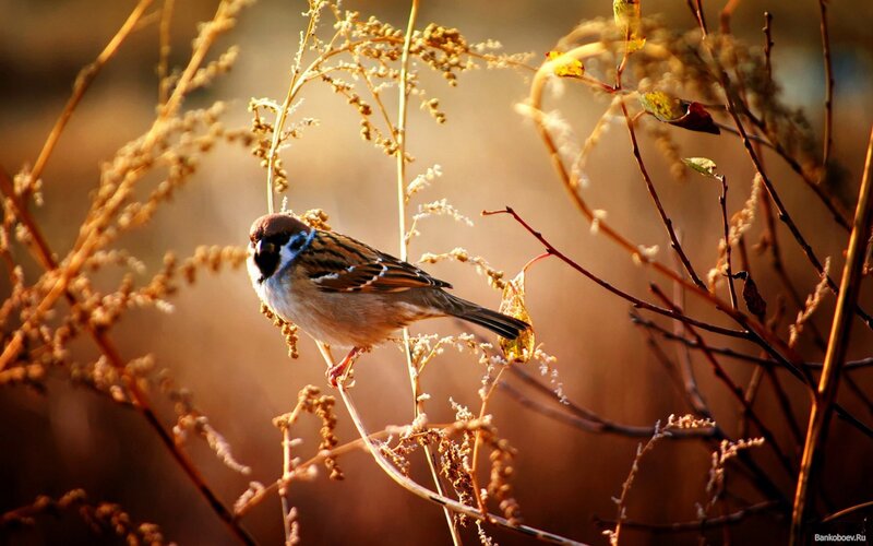 Sparrow on a Branch — Serene