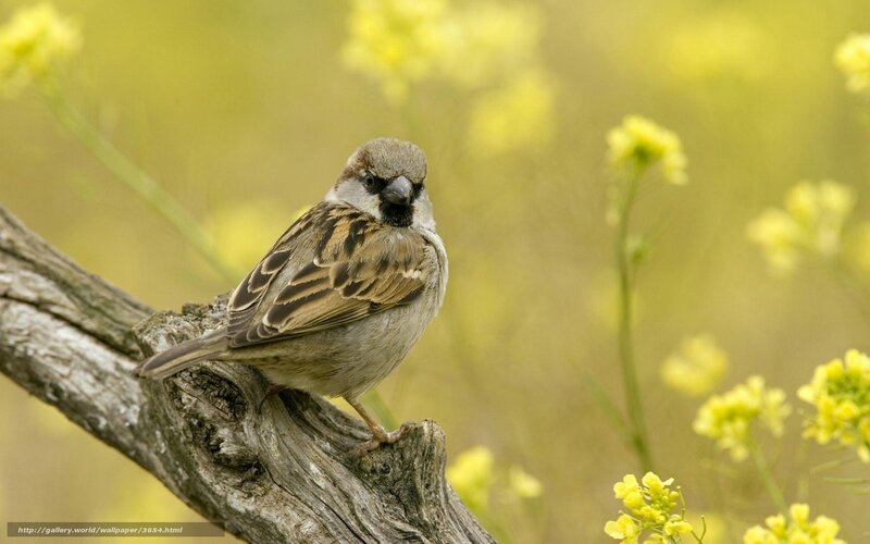 Sparrow on a branch