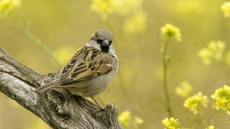 Sparrow on a Branch — Yellow