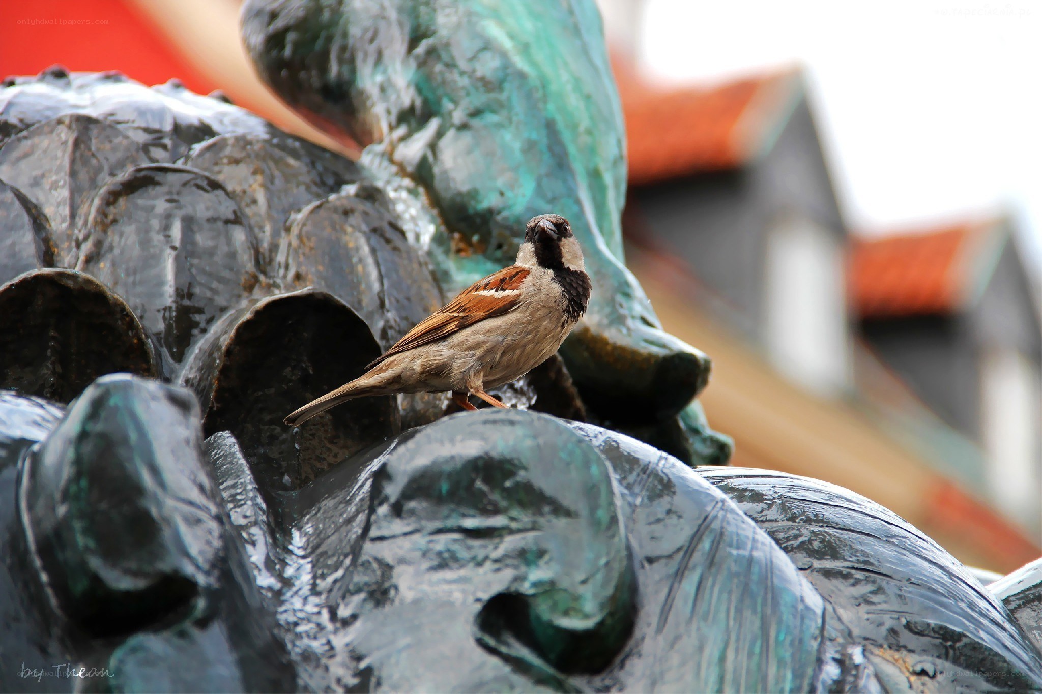 Sparrow on a bronze sculpture