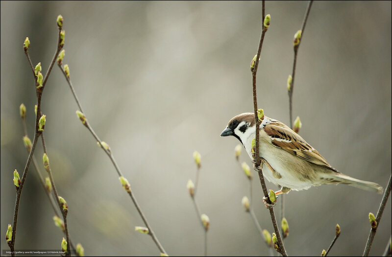Sparrow on a budding branch