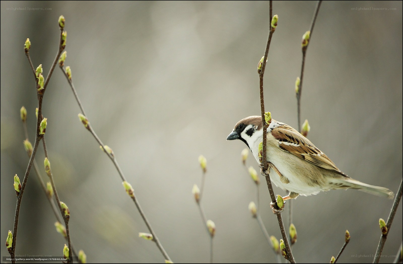 Sparrow on a budding branch