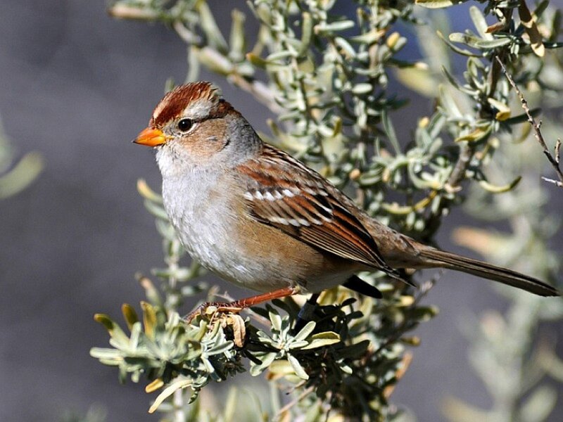 sparrow on a bush branch
