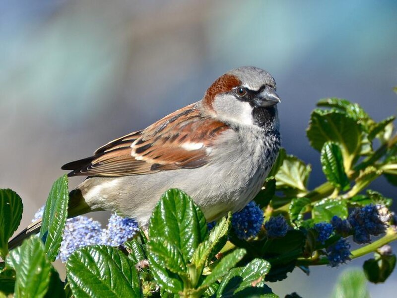 Sparrow on a Bush — Green