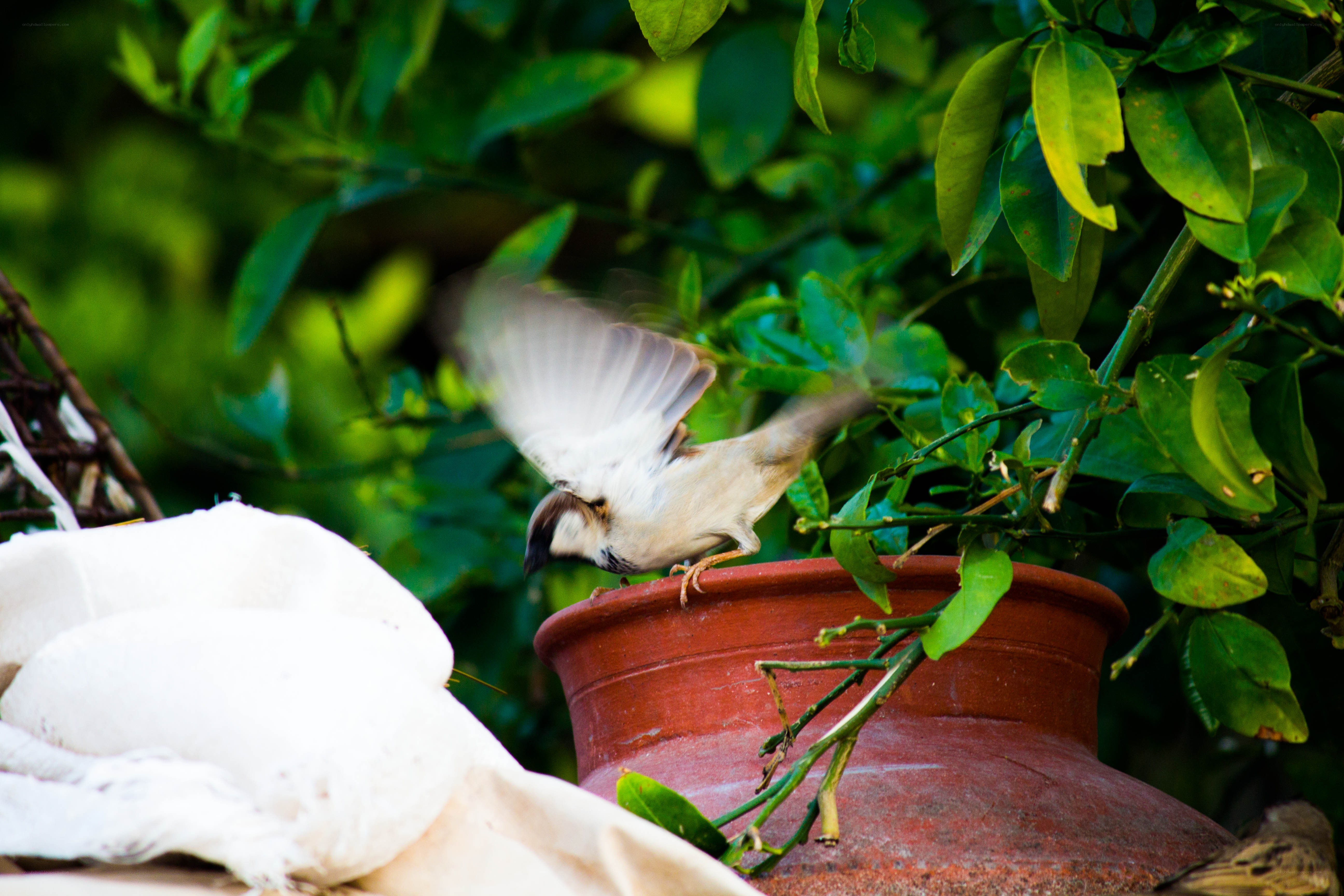 Sparrow on a clay pot