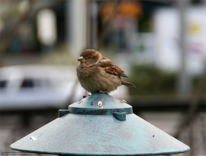 sparrow on a feeder