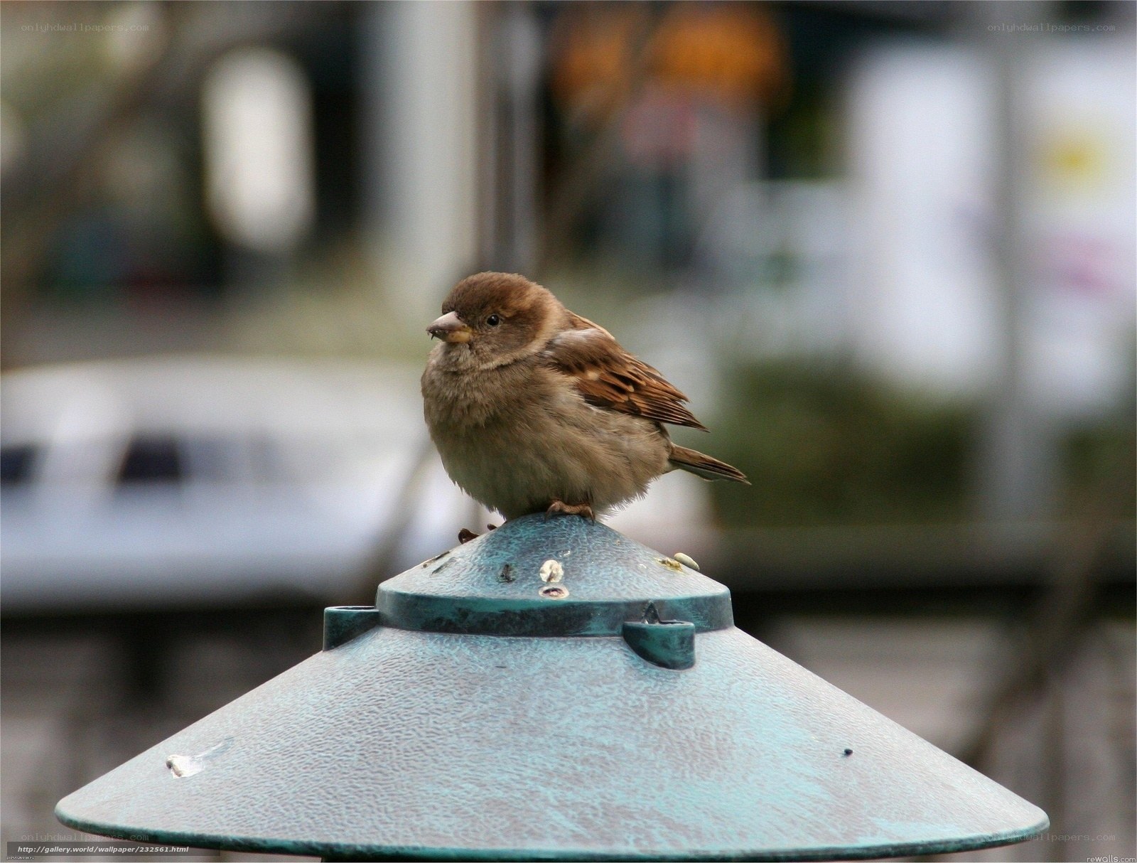 sparrow on a feeder