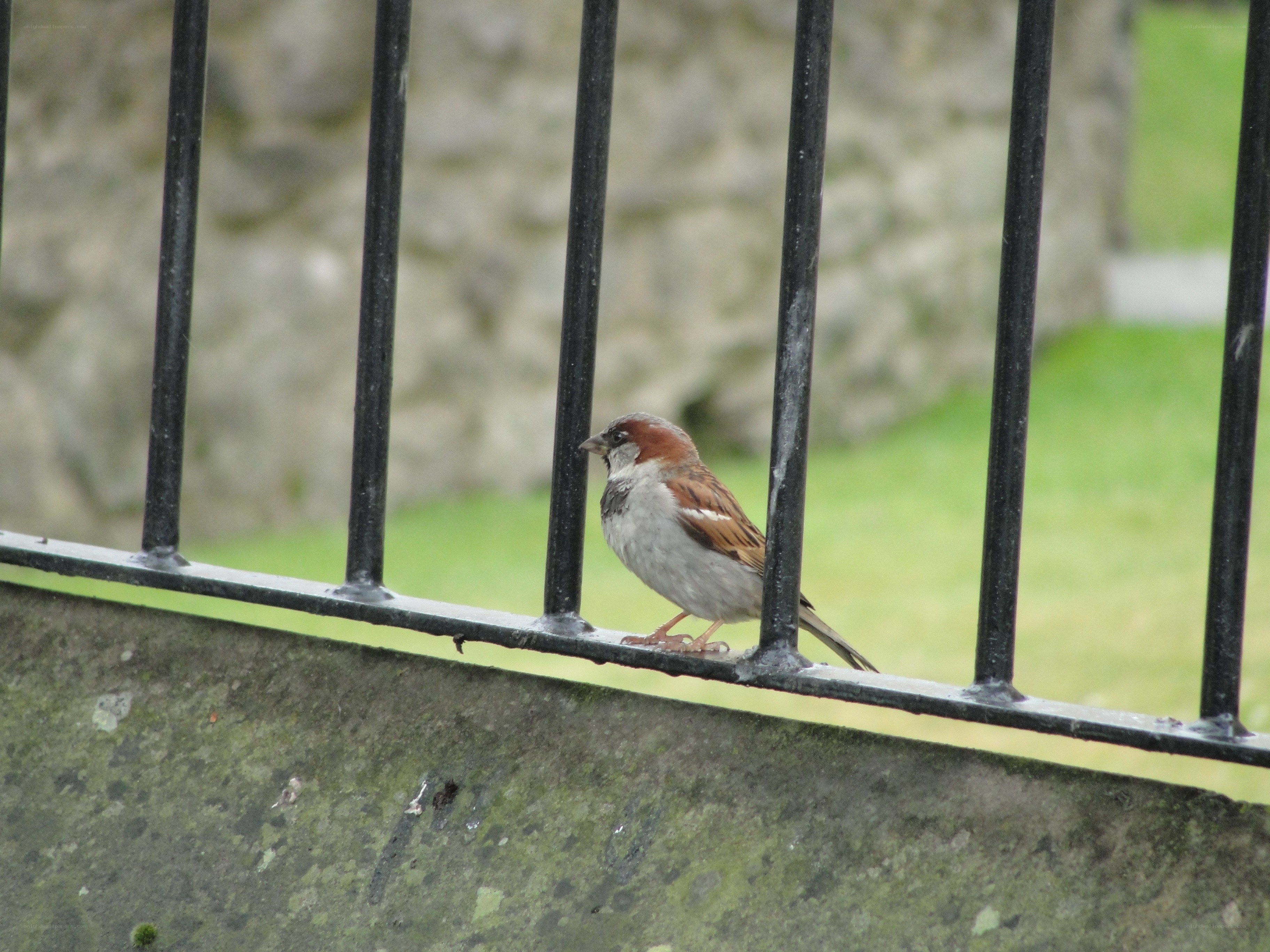 sparrow on a fence