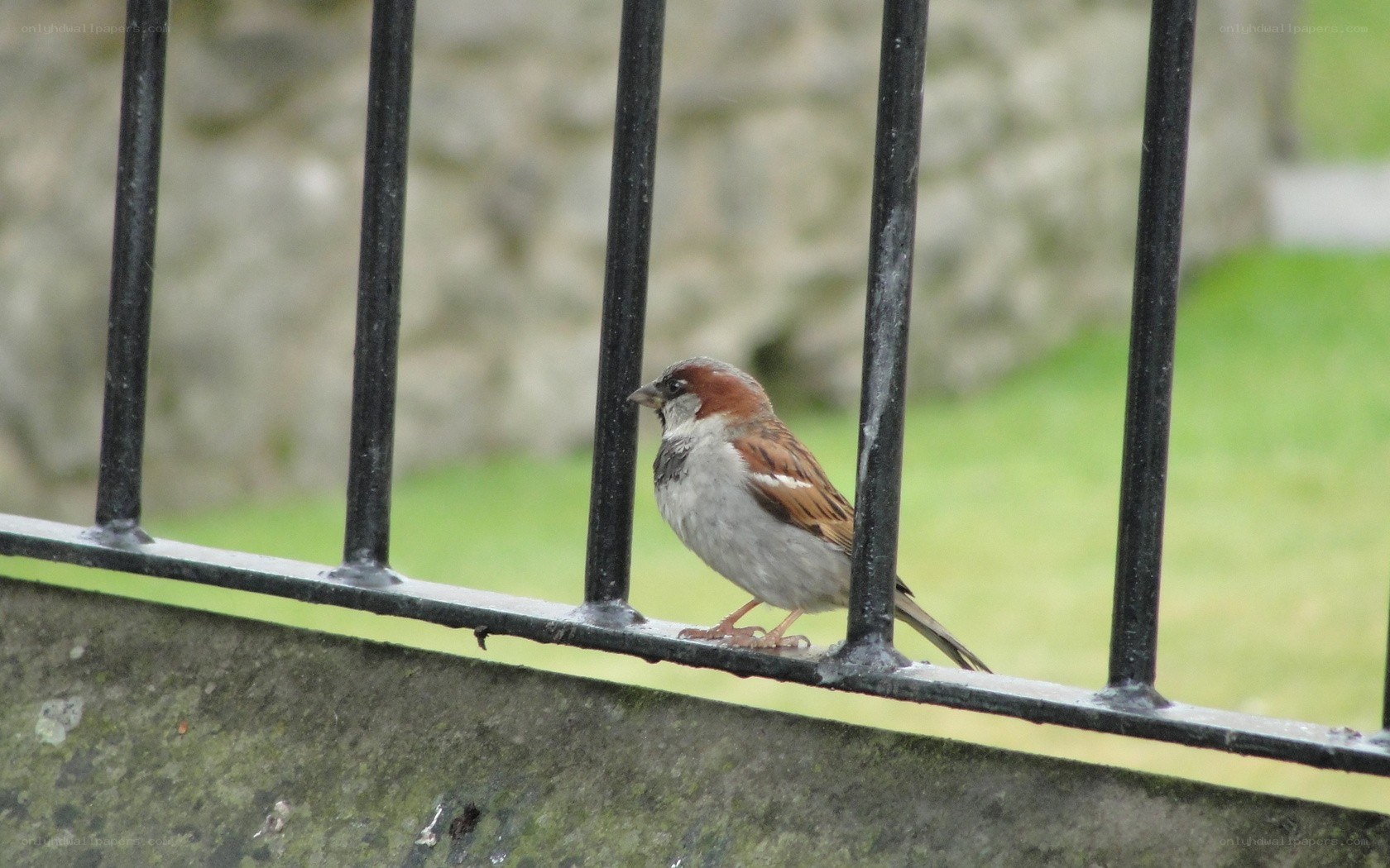 sparrow on a fence