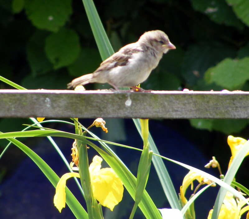 Sparrow on a fence