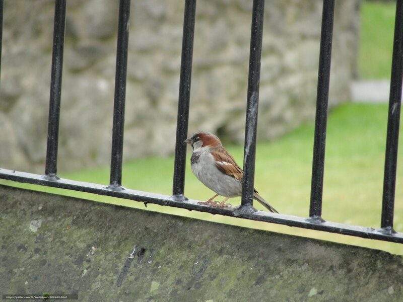sparrow on a fence