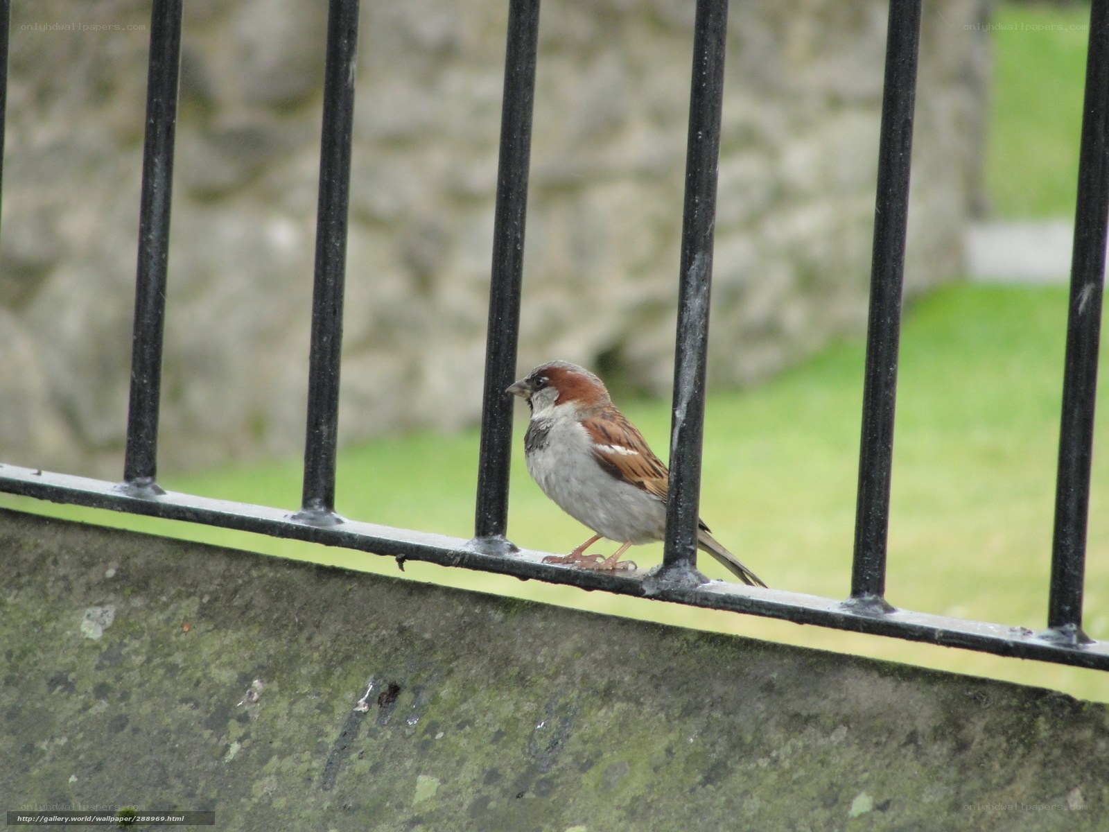sparrow on a fence