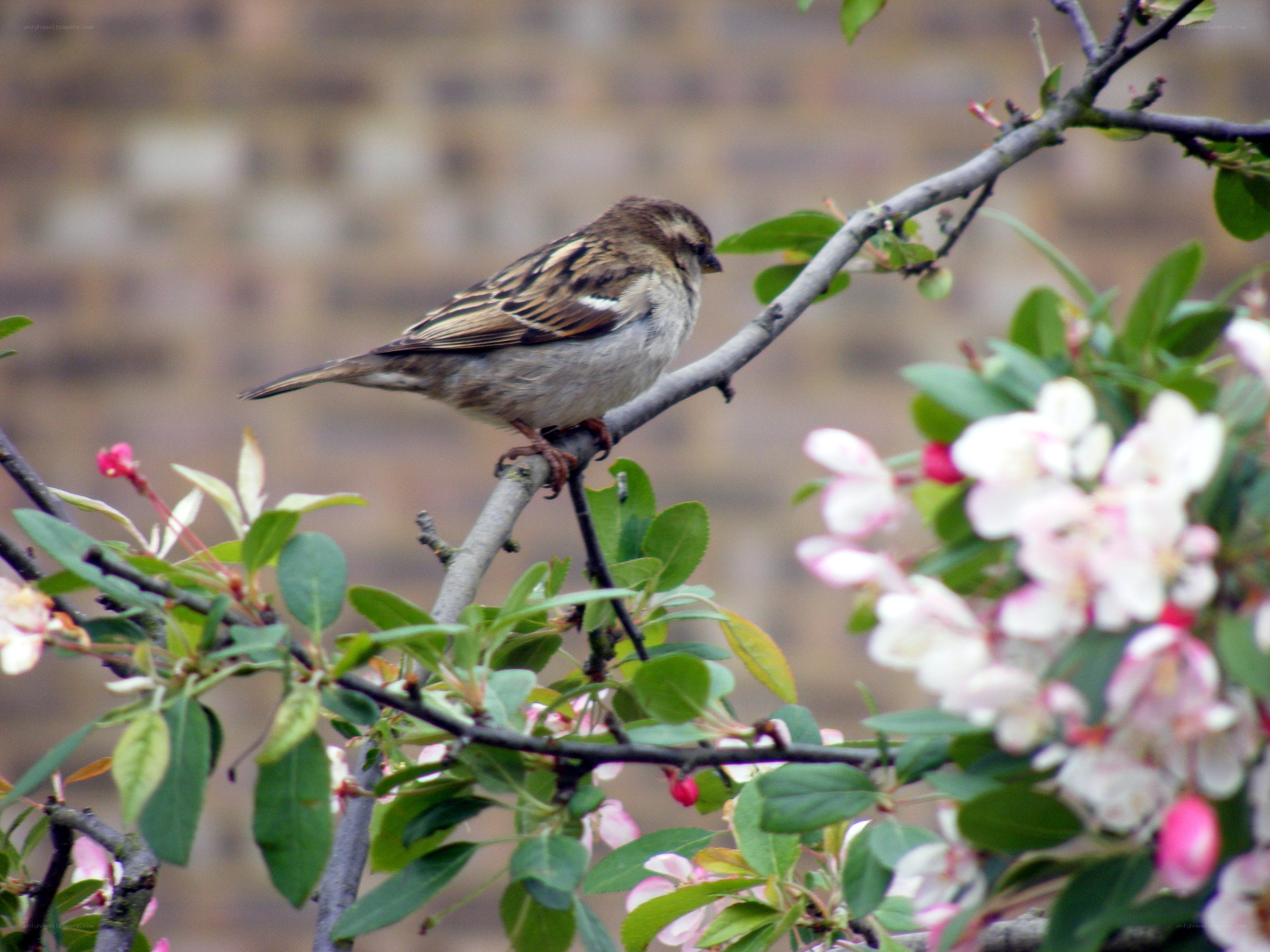 Sparrow on a flowering branch