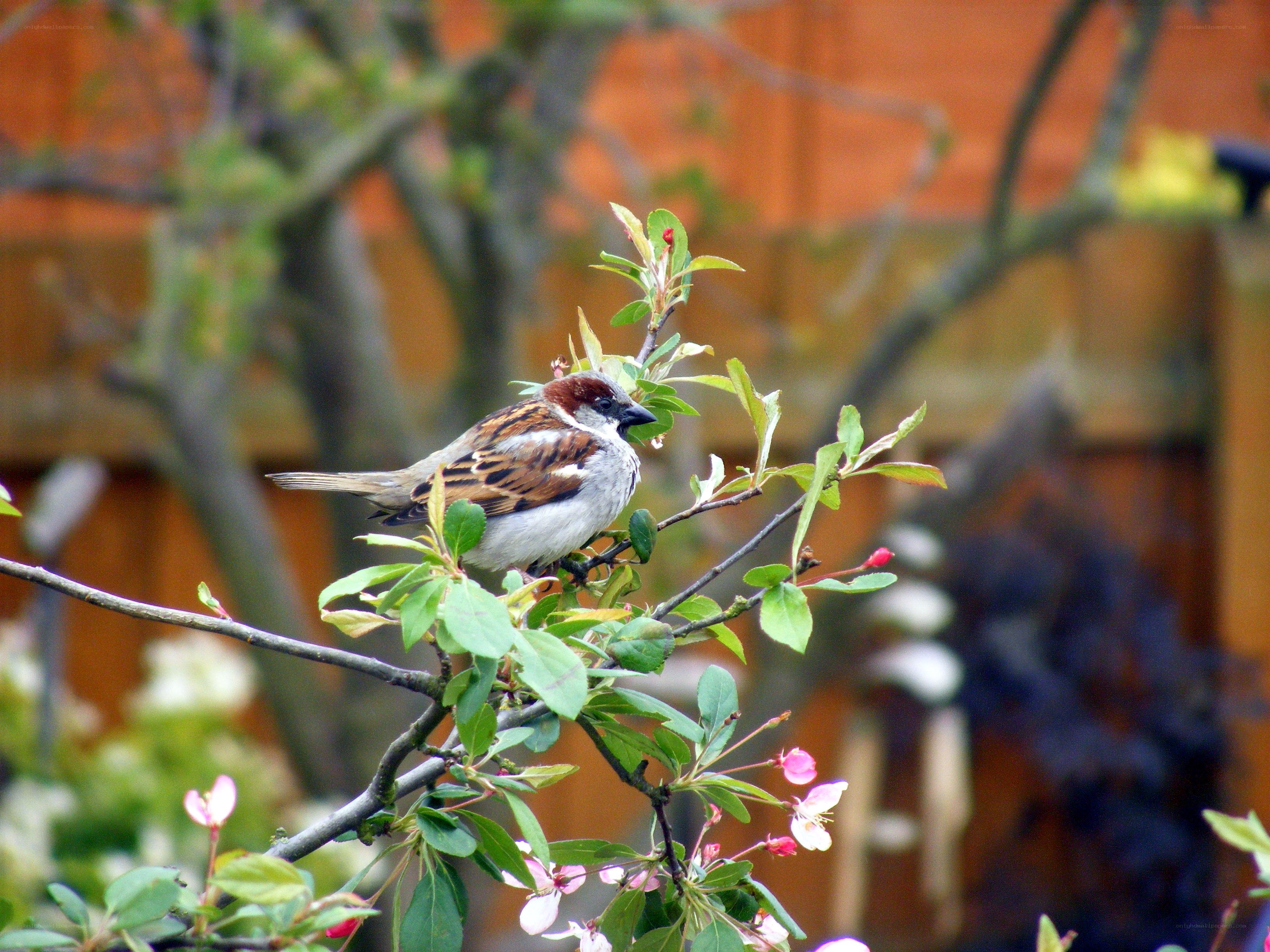 Sparrow on a flowering branch