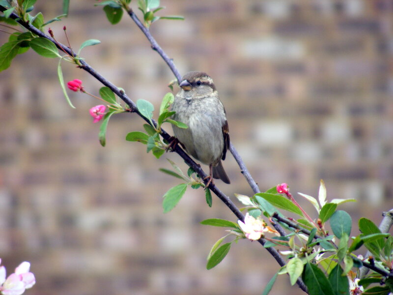 Sparrow on a flowering branch