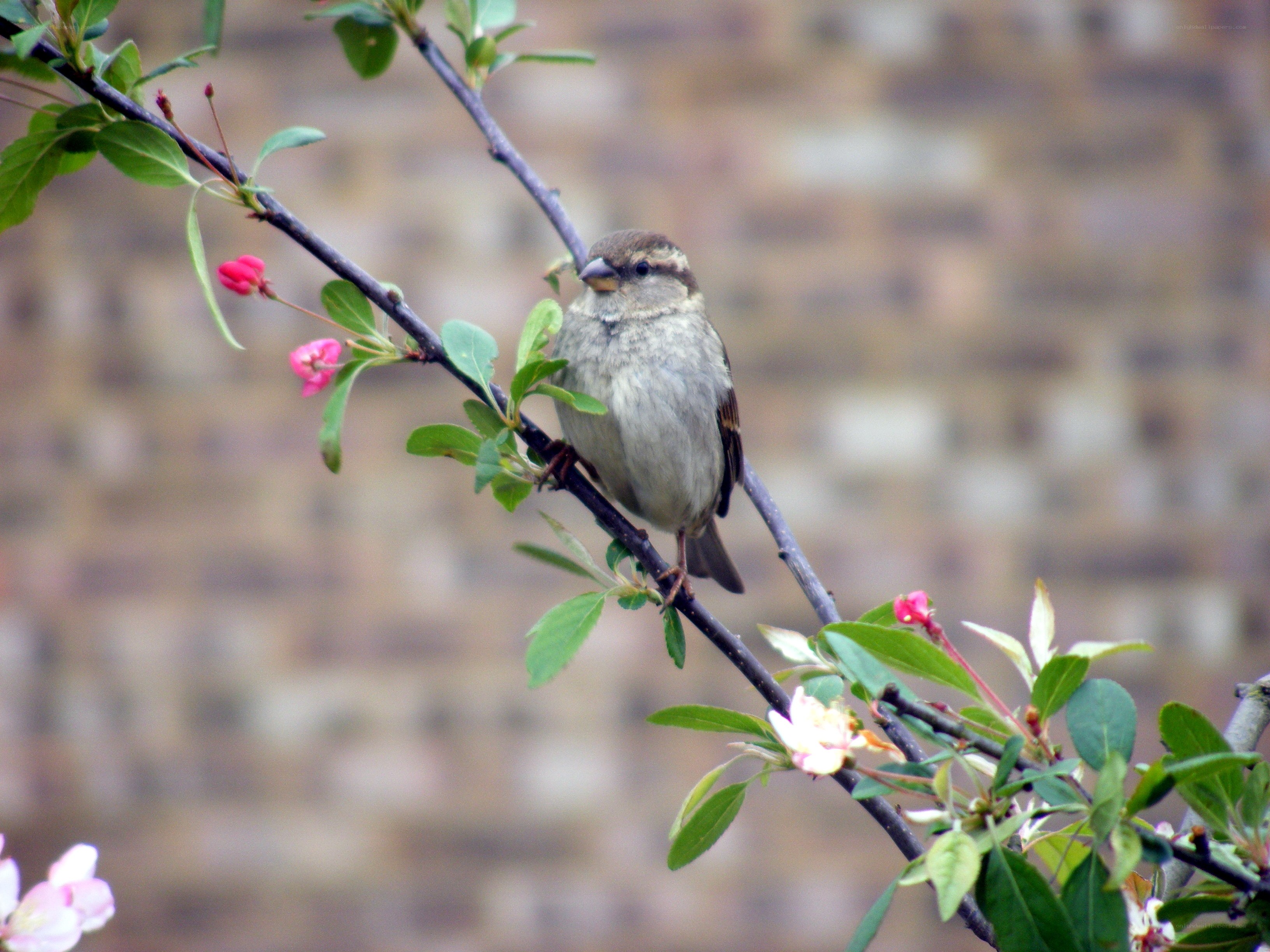 Sparrow on a flowering branch