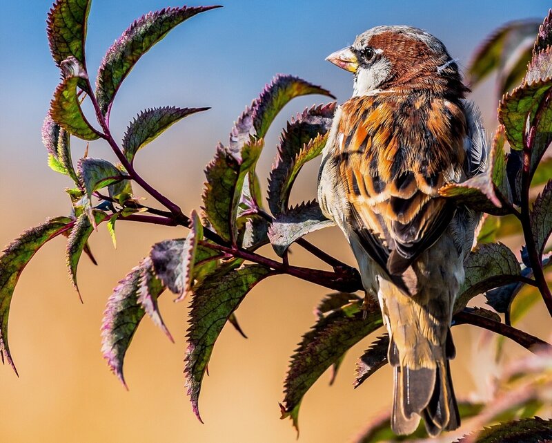 sparrow on a leafy branch