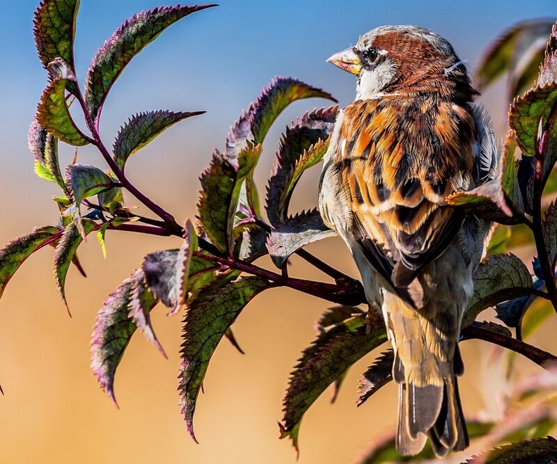 Sparrow on a leafy branch