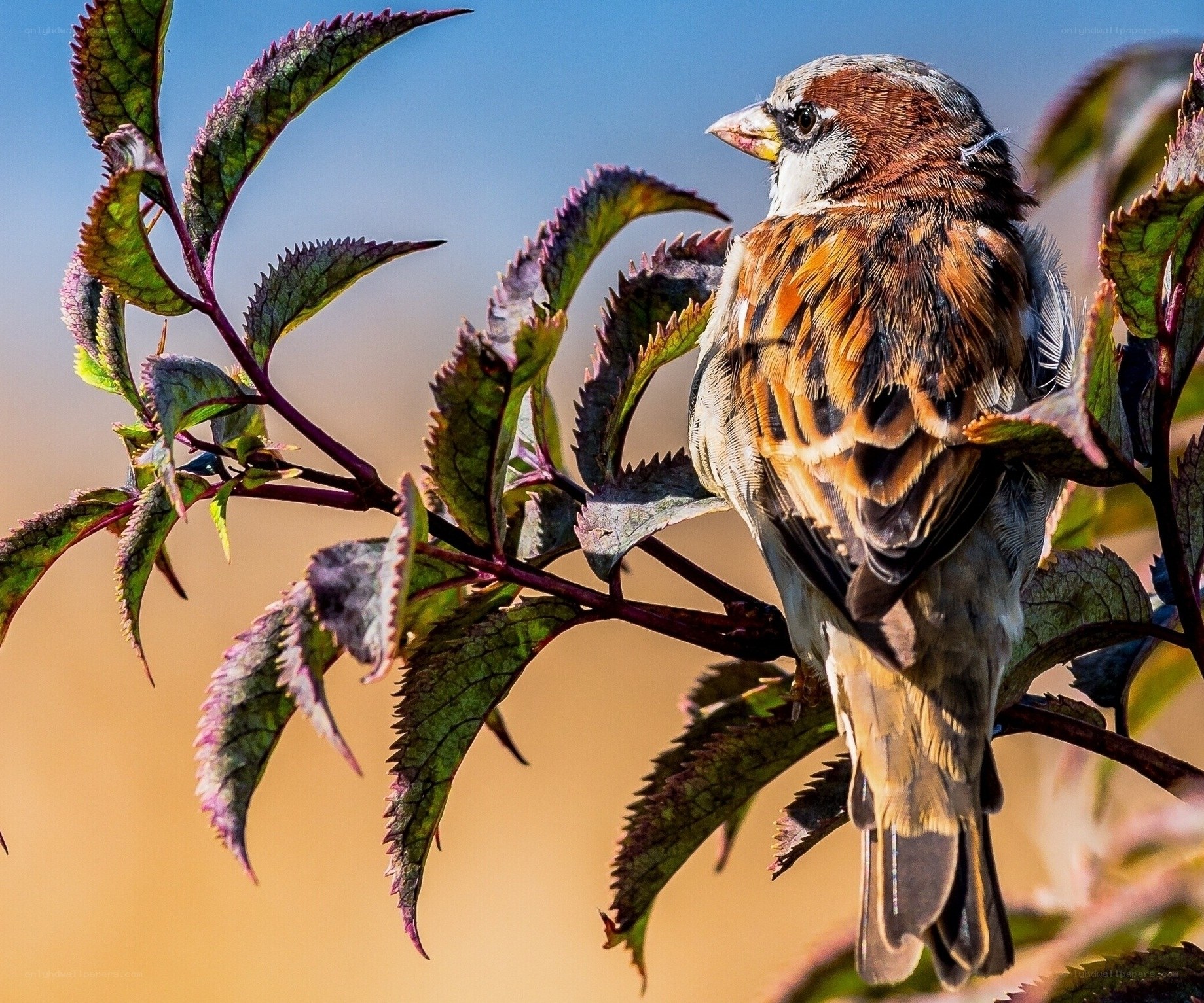 Sparrow on a leafy branch