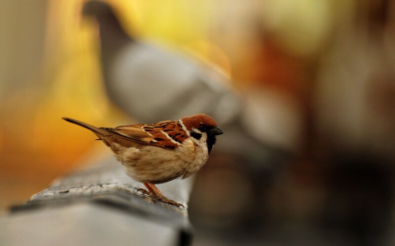 sparrow on a ledge