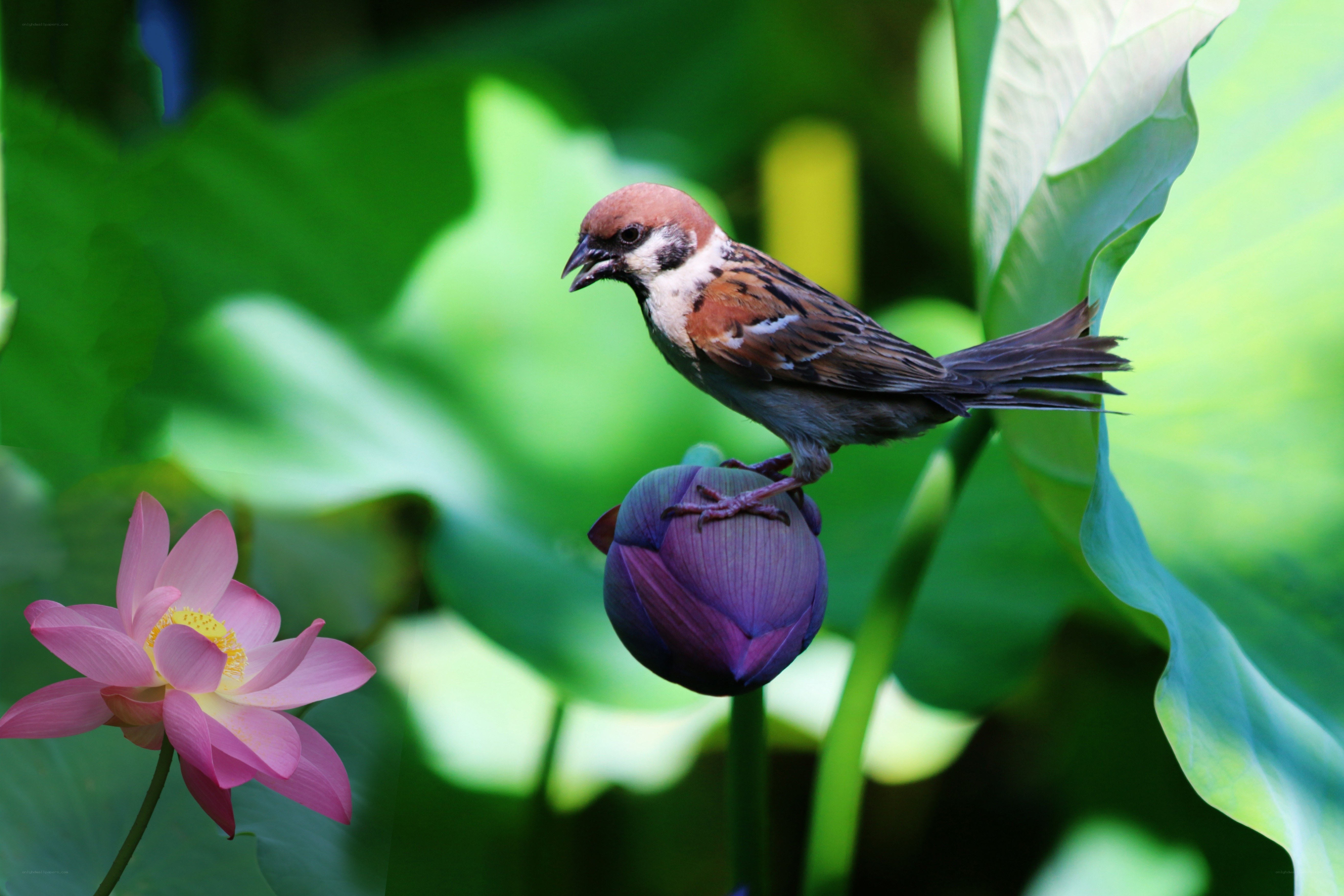 Sparrow on a lotus bud