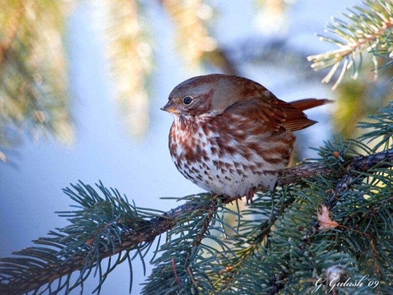 sparrow on a pine branch