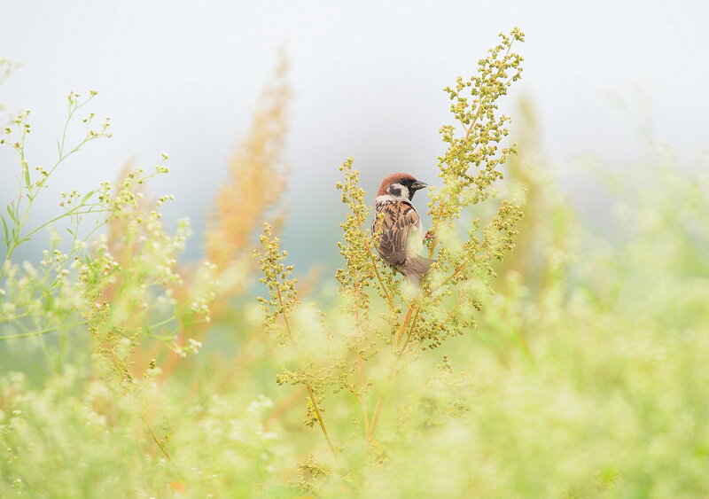 Sparrow on a Plant