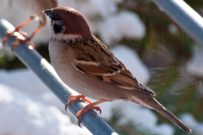 Sparrow on a Pole