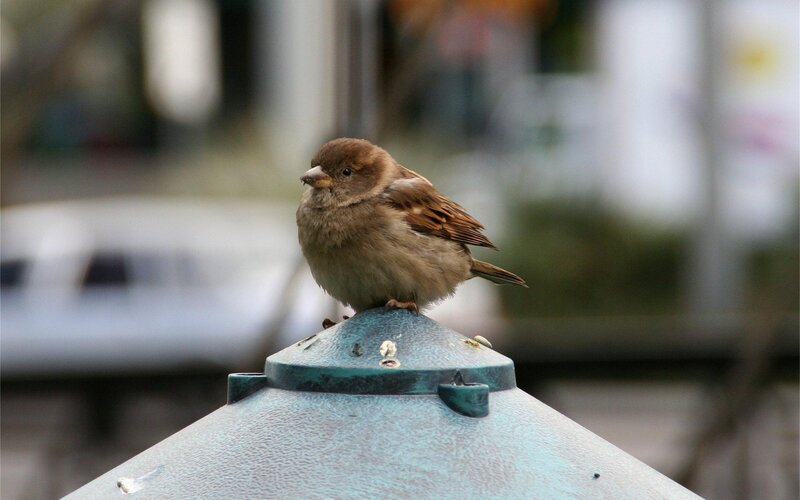 sparrow on a post