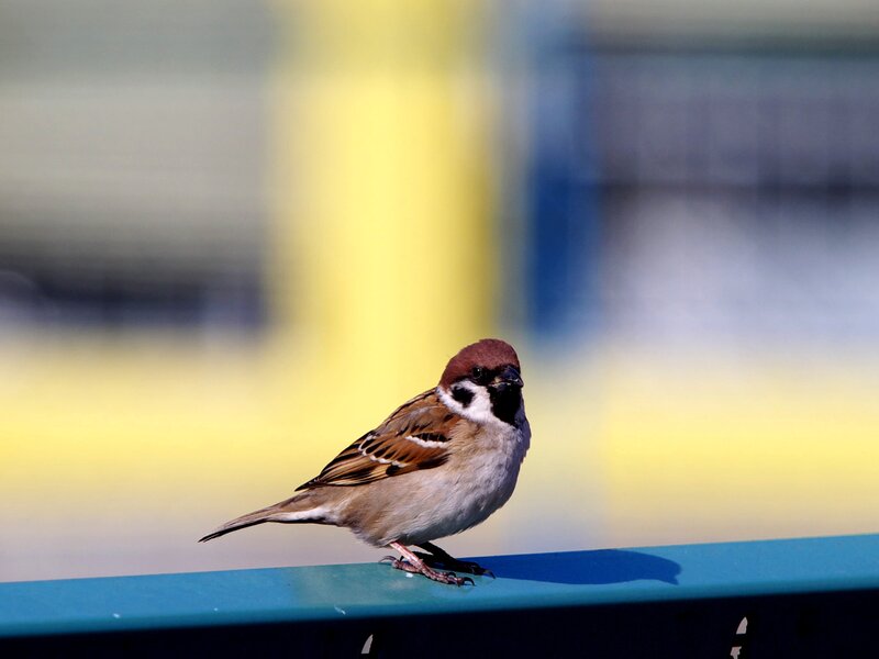 Sparrow on a Railing — Blue