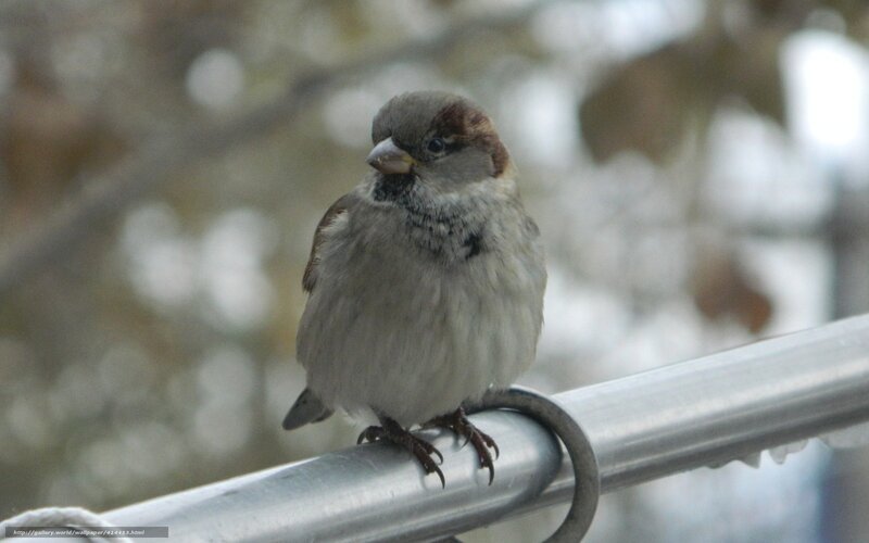 sparrow on a railing