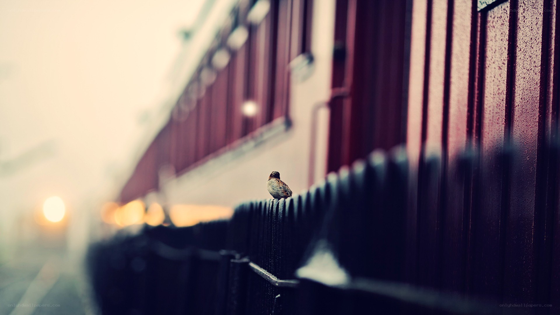 Sparrow on a rainy fence