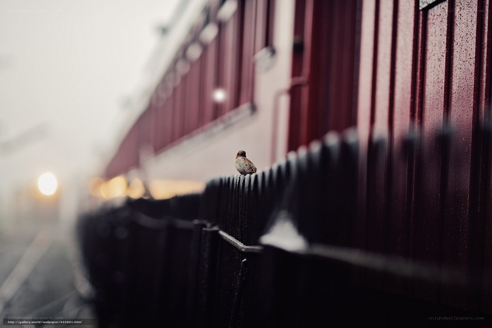 Sparrow on a rainy fence