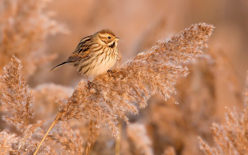 sparrow on a reed