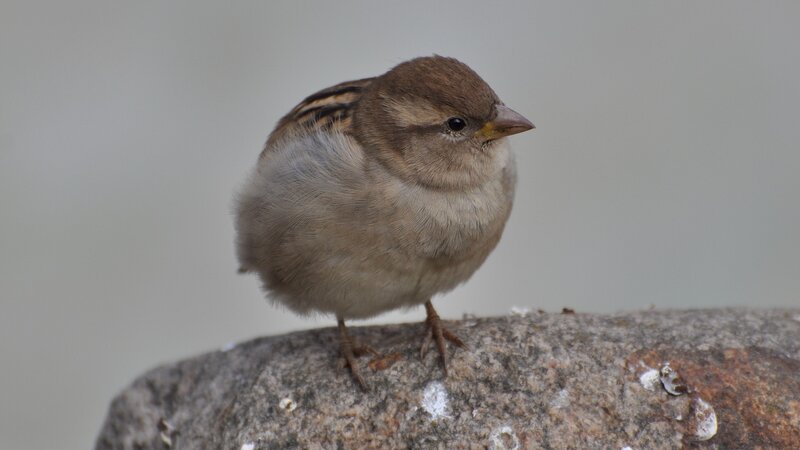 sparrow on a rock